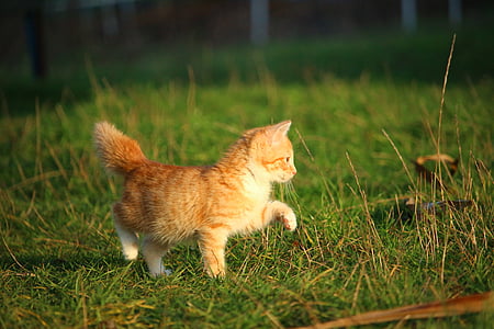 yellow kitten walking on grass