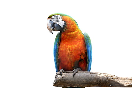 orange and blue parrot
