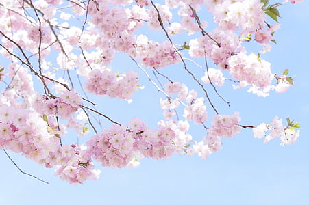 low-angle photography of pink cherry blossoms