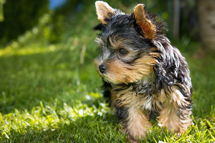 shallow focus photography of black and brown Yorkshire terrier puppy standing on grass lawn during day