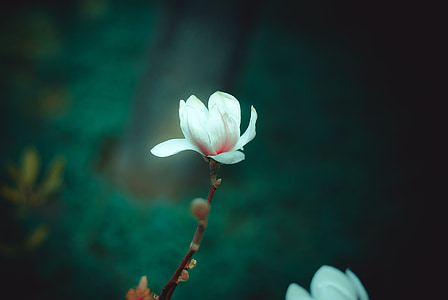 white magnolia flower in bloom at daytime