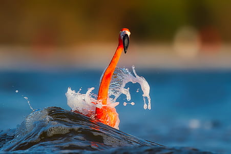 selective focus photography of orange flamingo on body of water