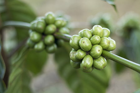 green cluster fruit macro photography