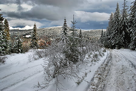 landscape photography of snow-covered forest
