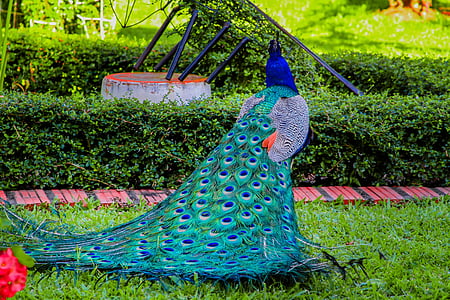 blue and green peacock on ground