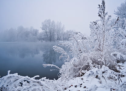 snow covered trees near body of water under white cloudy daytime sky