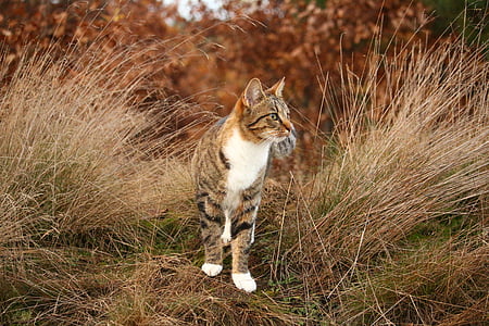 brown and white Tabby cat