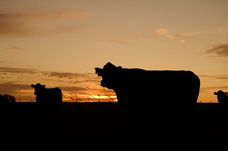 silhouette of cow photo