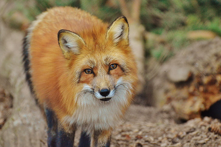 brown fox during daytime