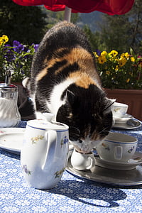 calico cat drinking on teacup