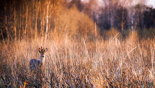 brown deer standing through tall grasses