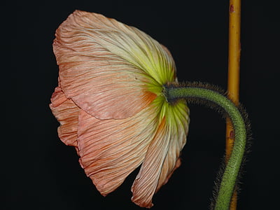 pink poppy flower in closeup photo