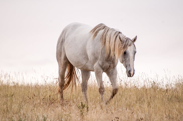 wildlife photography of white horse