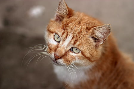shallow photography of orange Tabby cat