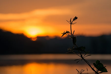 silhouette of plant near body of water