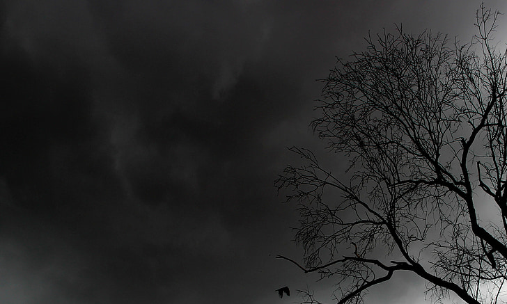 bare tree under black sky