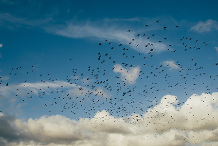 flock of birds flying up in the sky