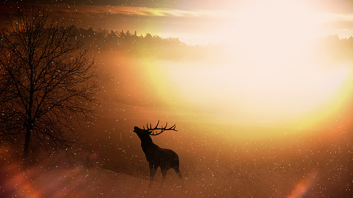 silhouette of deer with yellow sunlight