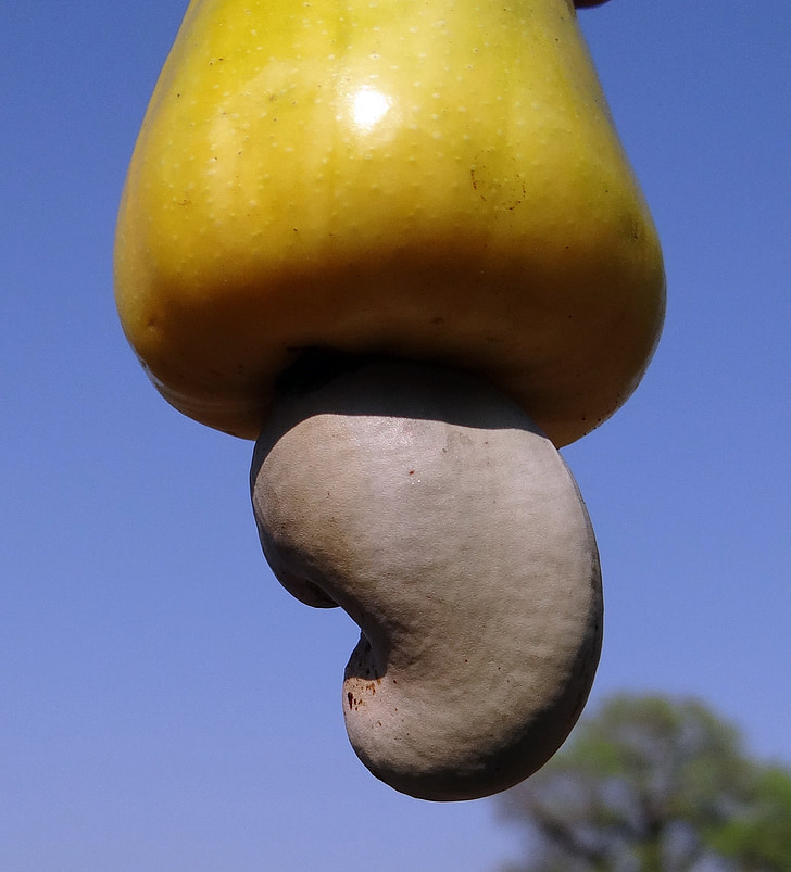 close-up photography of yellow cashew fruit