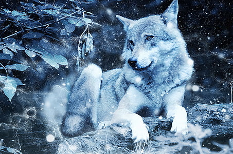 photo of white wolf