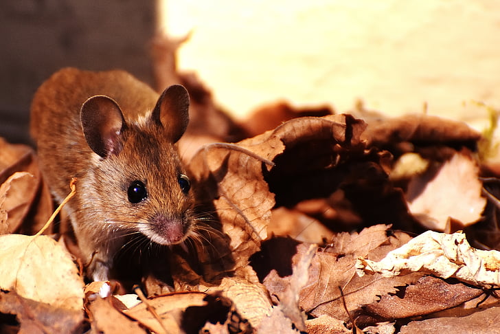 brown mouse on dried leaves in selective focus photo at daytime
