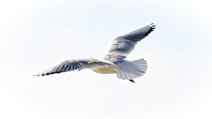 gray and white bird flying under white sky