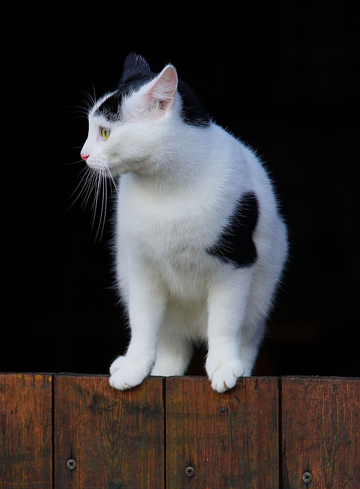 white and black cat on brown wood