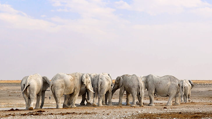 gray elephants in desert at daytime
