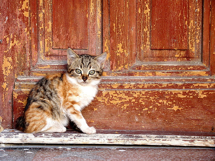 kitten beside door at daytime