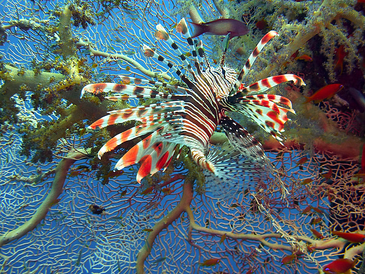 white, black, and red lion fish