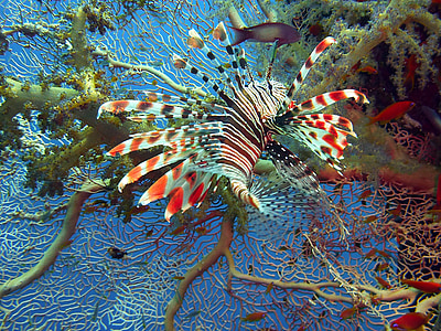 white, black, and red lion fish
