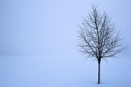 tree surrounded by snow