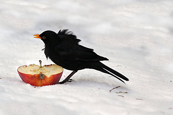 black bird eating red apple