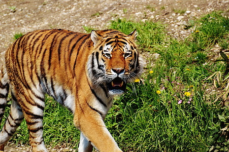 adult tiger walking near grass during daytime