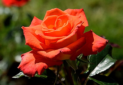 closeup photo of red rose flower