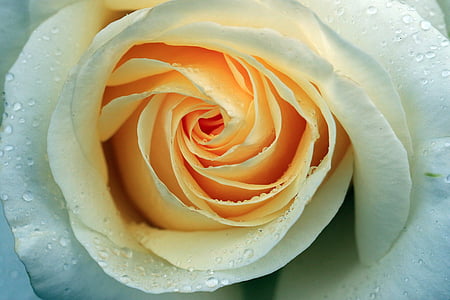 close-up photography of white rose