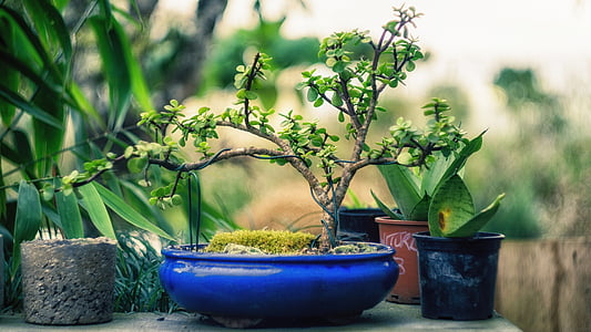 green bonsai on blue ceramic plate