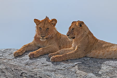 two brown lions