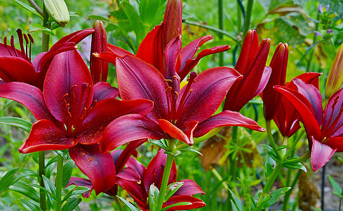 red Asiatic lilies in bloom at daytime