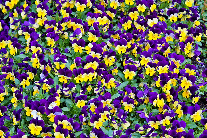 closeup photography of yellow-and-purple pansy flower field