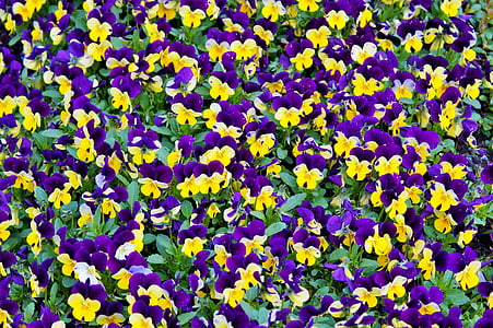 closeup photography of yellow-and-purple pansy flower field
