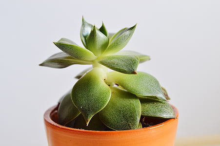 green succulent flower on brown pot