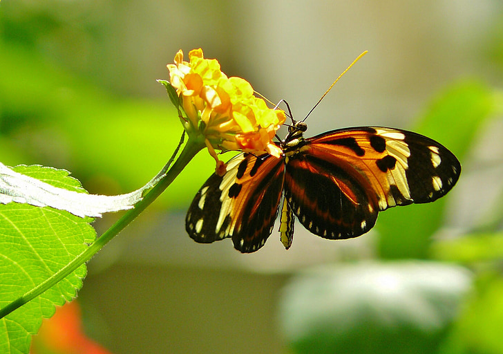 selective focus photography of tiger longwing butterfly perched on yellow petaled flower