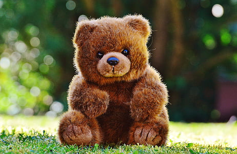 brown bear plush toy on green grass at daytime