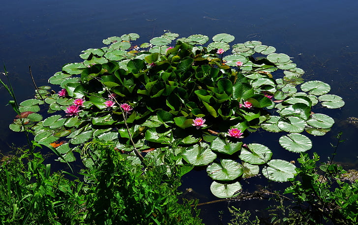 green lily pads and water lilies