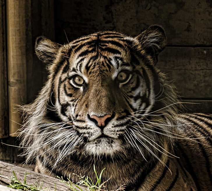 closeup photo of brown and black tiger