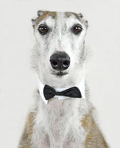 short-coated white and brown dog with black and white bow tie