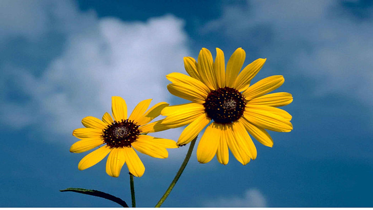 two yellow sunflowers under white clouds at daytime