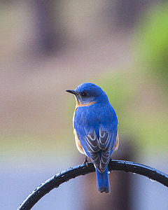 shallow focus photography of blue bird