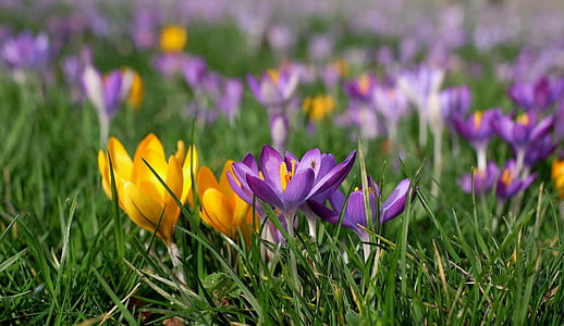 selective focus photography of yellow and purple flowers